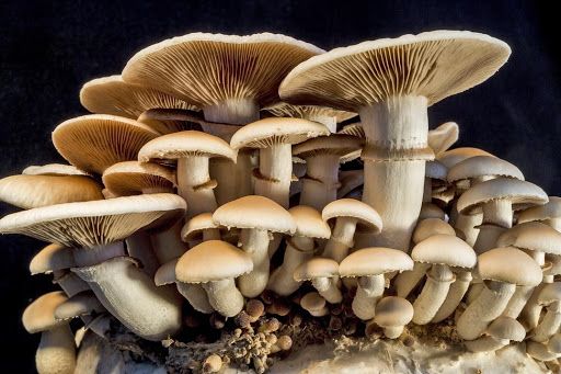 edible mushrooms pictures